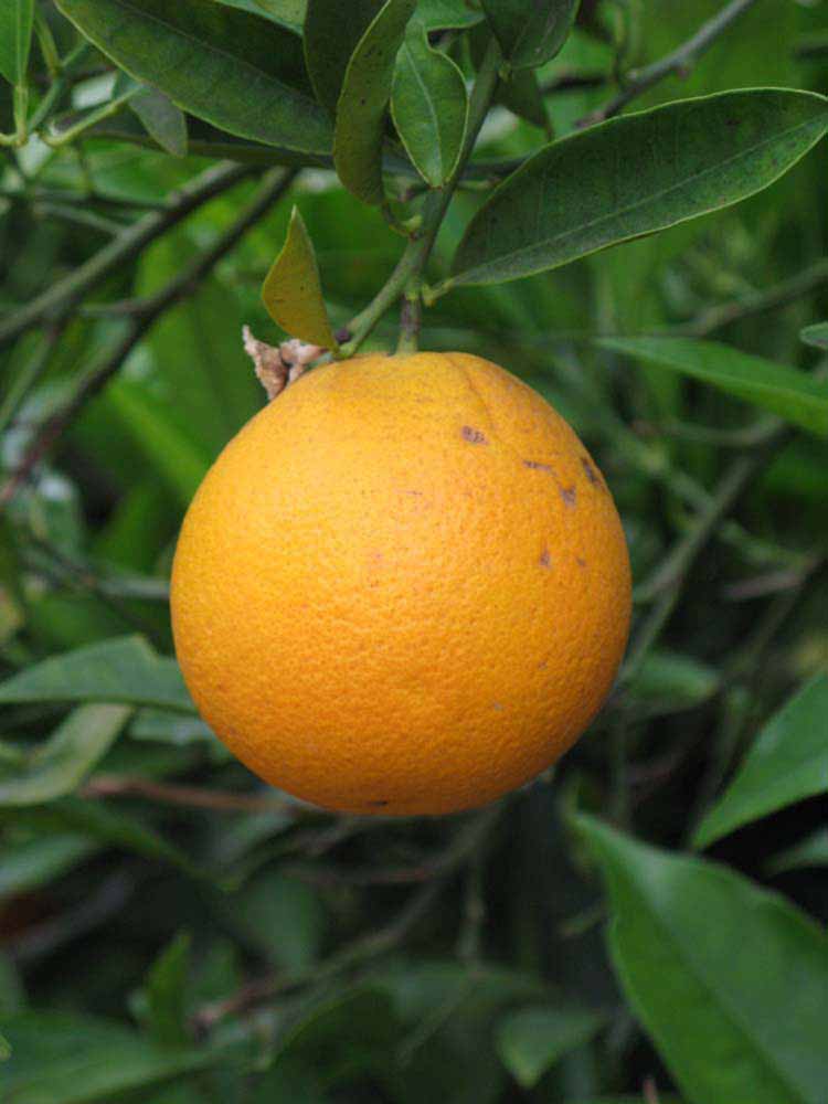            Fruit (Riverside, CA)   